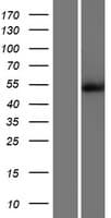 Human CAMK2D / CaMKII Delta Protein (Over-Expression Lysate Myc-DDK (Flag))