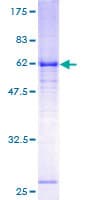 Human GABRE Protein (Recombinant GST)