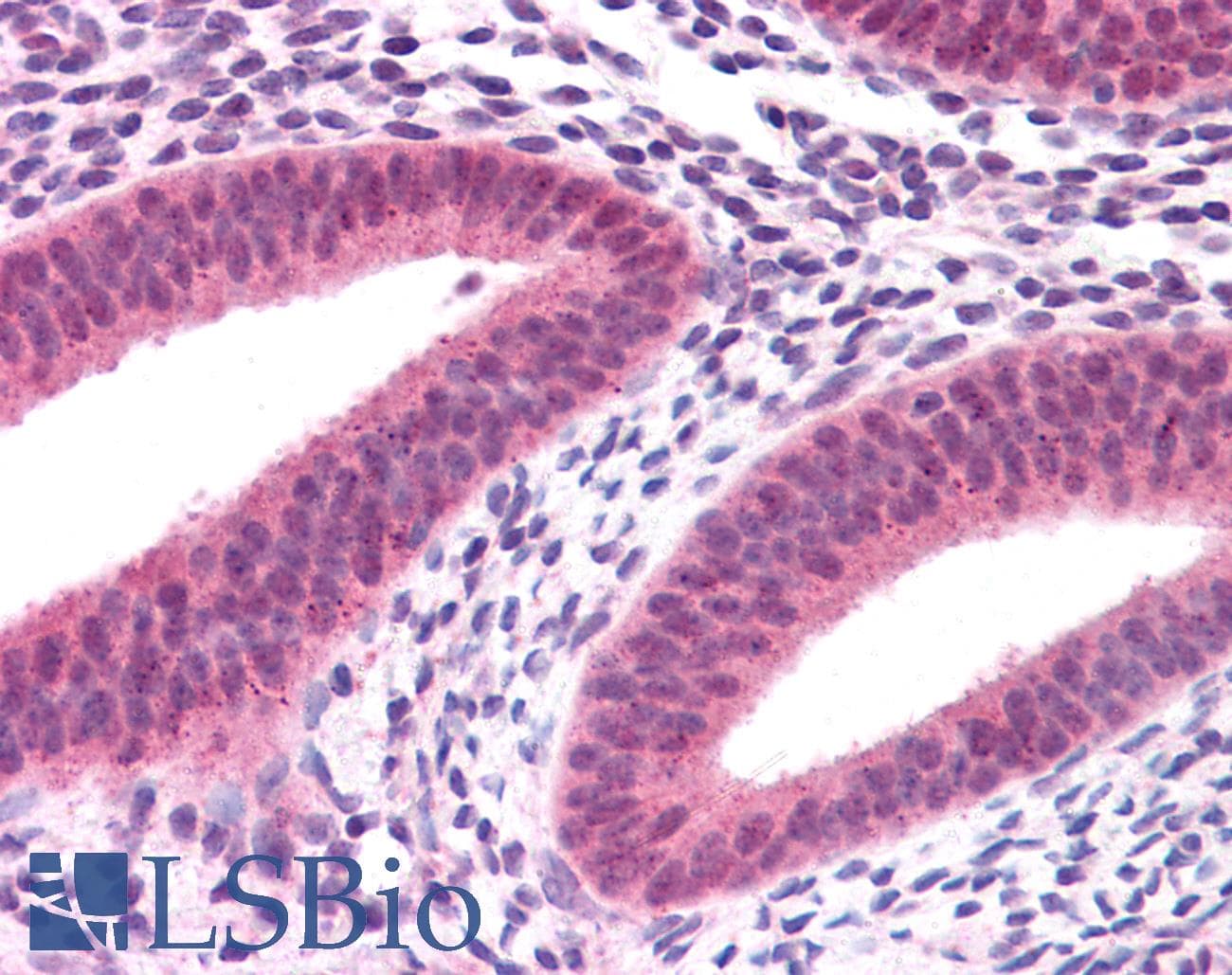 KRAS Antibody (N-Terminus, Biotin)