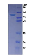 Human PITPNB Protein (Recombinant His-T7)