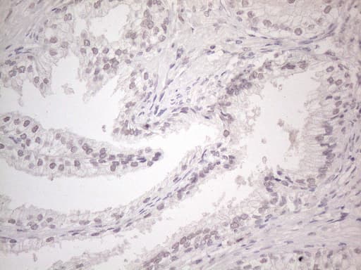 CTBP2 Antibody (aa233-336, clone OTI4D4)