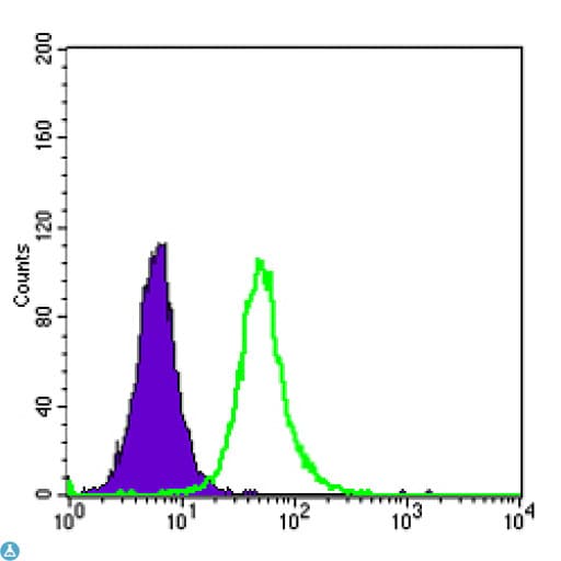 OTX2 Antibody