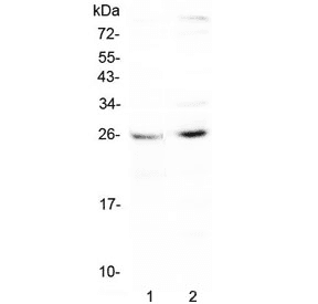 SLC31A1 / CTR1 Antibody