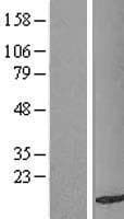 TAX1BP3 Protein (Over-Expression Lysate Myc-DDK (Flag))