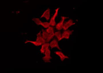 HTR1E / 5-HT1E Receptor Antibody