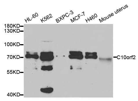 C10orf2 / PEO1 Antibody