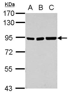 Polyclonal Rabbit anti-Human ZSCAN20 Antibody (Internal, WB)