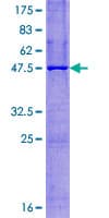 Human NATO3 / FERD3L Protein (Recombinant GST)