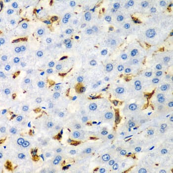 CD68 Antibody