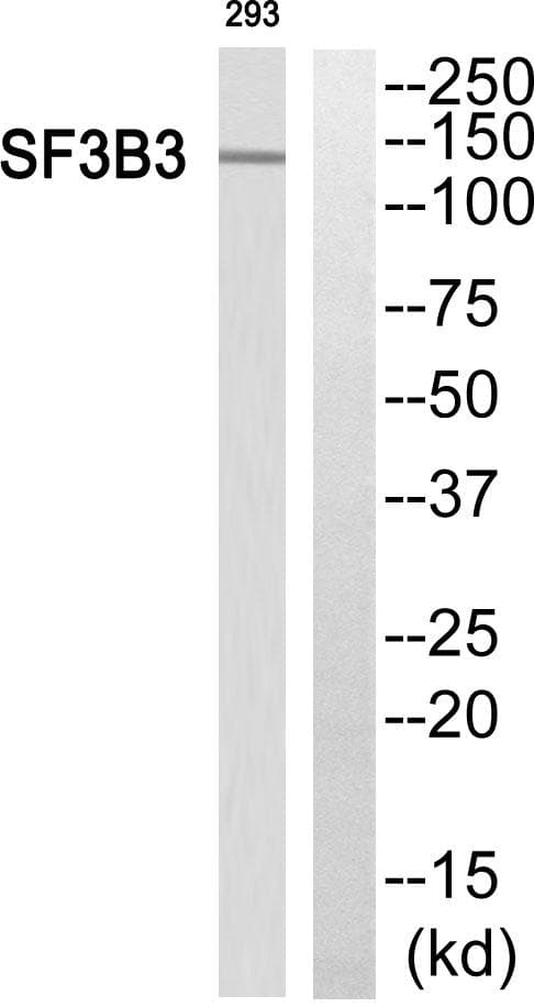 SF3B130 / SF3B3 Antibody