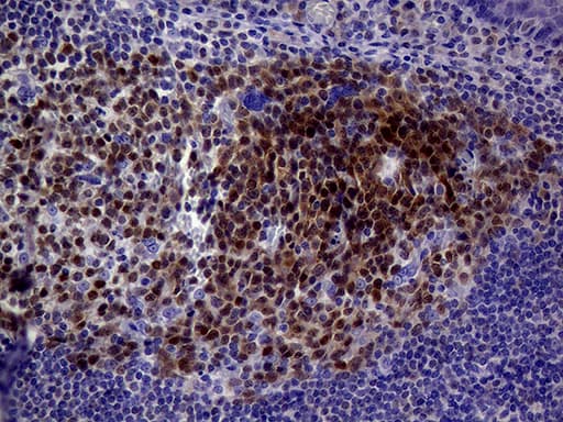POU2AF1 / BOB1 Antibody (clone OTI2D3, Carrier-free)