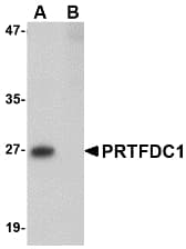 IHC-plus™ PRTFDC1 / HHGP Antibody