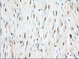CYP1A2 Antibody (clone OTI8F1)