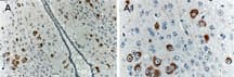 Polyclonal Rabbit anti-Mouse BAG1 / BAG-1 Antibody (aa26-45, IHC, WB)