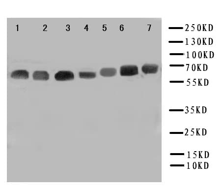 NOX4 Antibody (aa561-578)