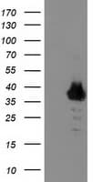 ZNF397 Antibody (clone OTI1F3)
