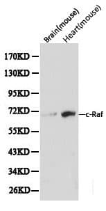 Polyclonal Rabbit anti-Human RAF1 / RAF Antibody (WB)
