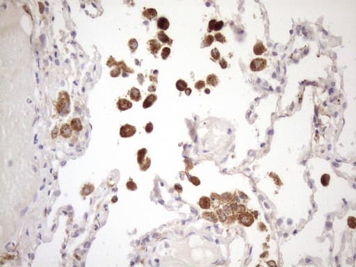 CIAPIN1 / Anamorsin Antibody (aa97-312, clone OTI9A11)
