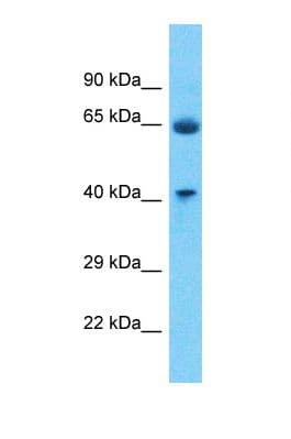 P2RY4 / P2Y4 Antibody (aa290-339)