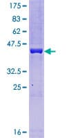 Human TAF8 Protein (Recombinant GST)