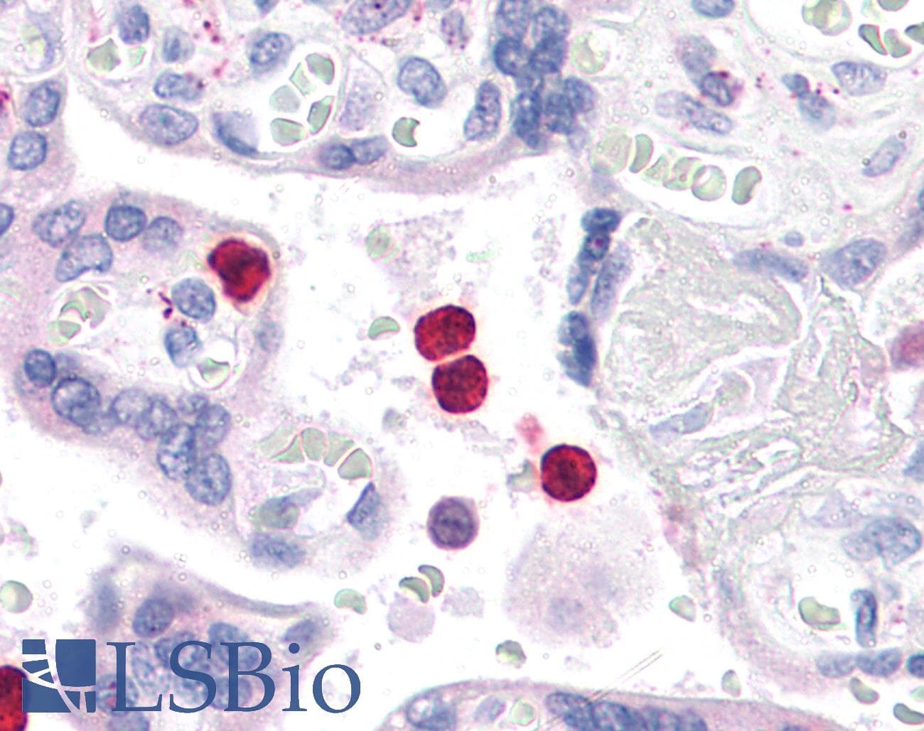 PathPlus™ TLR4 Antibody