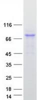 Human NLN / Neurolysin Protein (Recombinant Myc-DDK (Flag))