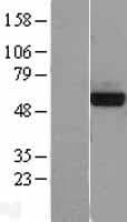 Human PHGDH Protein (Over-Expression Lysate Myc-DDK (Flag))