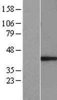 MUL1 / MULAN Protein (Over-Expression Lysate Myc-DDK (Flag))