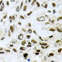 SF3B2 Antibody