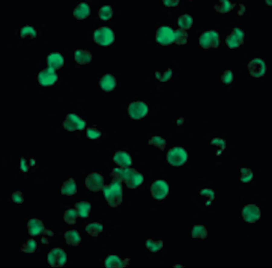 IHC-plus™ Polyclonal Rabbit anti-Human BIRC5 / Survivin Antibody (IHC, IF, WB)