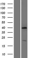 Human ATP6AP2 / Renin Receptor Protein (Over-Expression Lysate Myc-DDK (Flag))