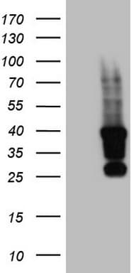 Monoclonal Mouse anti-Human TET3 Antibody (clone OTI4B7, aa241-568, IHC, WB)