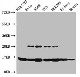 HIST1H3A Antibody