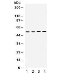 MMP8 Antibody