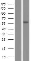 FADS1 Protein (Over-Expression Lysate Myc-DDK (Flag))
