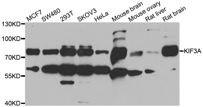 Polyclonal Rabbit anti-Human KIF3A Antibody (IHC, IF, WB)