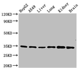 GFRA2 Antibody