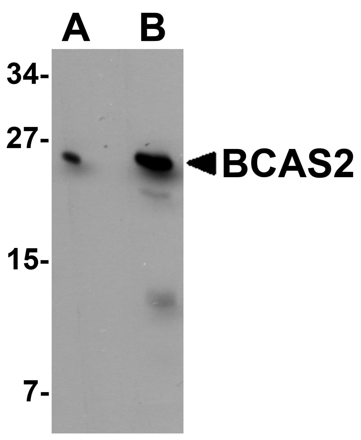 IHC-plus™ BCAS2 Antibody