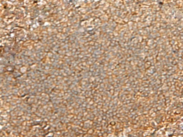 GNGT2 Antibody