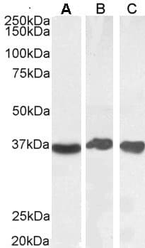Polyclonal Goat anti-Human GAPDH Antibody (aa92-103, IHC, IF, WB)