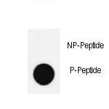 NANOG Antibody (phospho-Ser285)