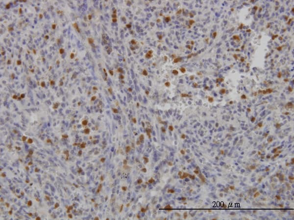 FGR Antibody (clone 4C12)