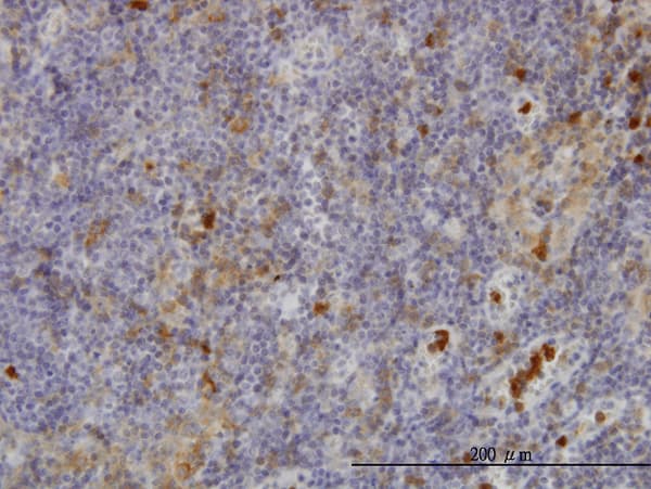 Monoclonal Mouse anti-Human FGR Antibody (clone 3B11, IHC, WB)