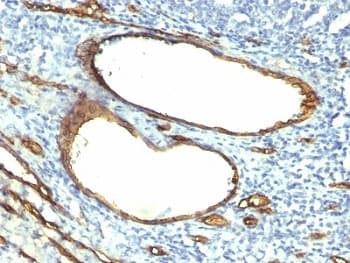 CD34 Antibody (clone HPCA1/763, Ready-to-Use)