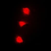 SPZ1 Antibody (N-Terminus)