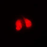 GGA2 Antibody