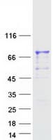 Human PGLYRP2 Protein (Recombinant Myc-DDK (Flag))
