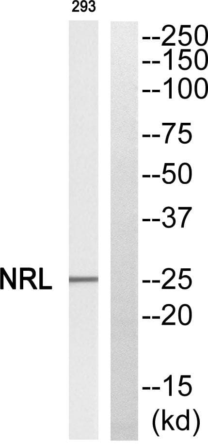 Polyclonal Rabbit anti-Human NRL Antibody (WB)
