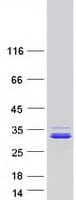 Human CCDC90B Protein (Recombinant Myc-DDK (Flag))