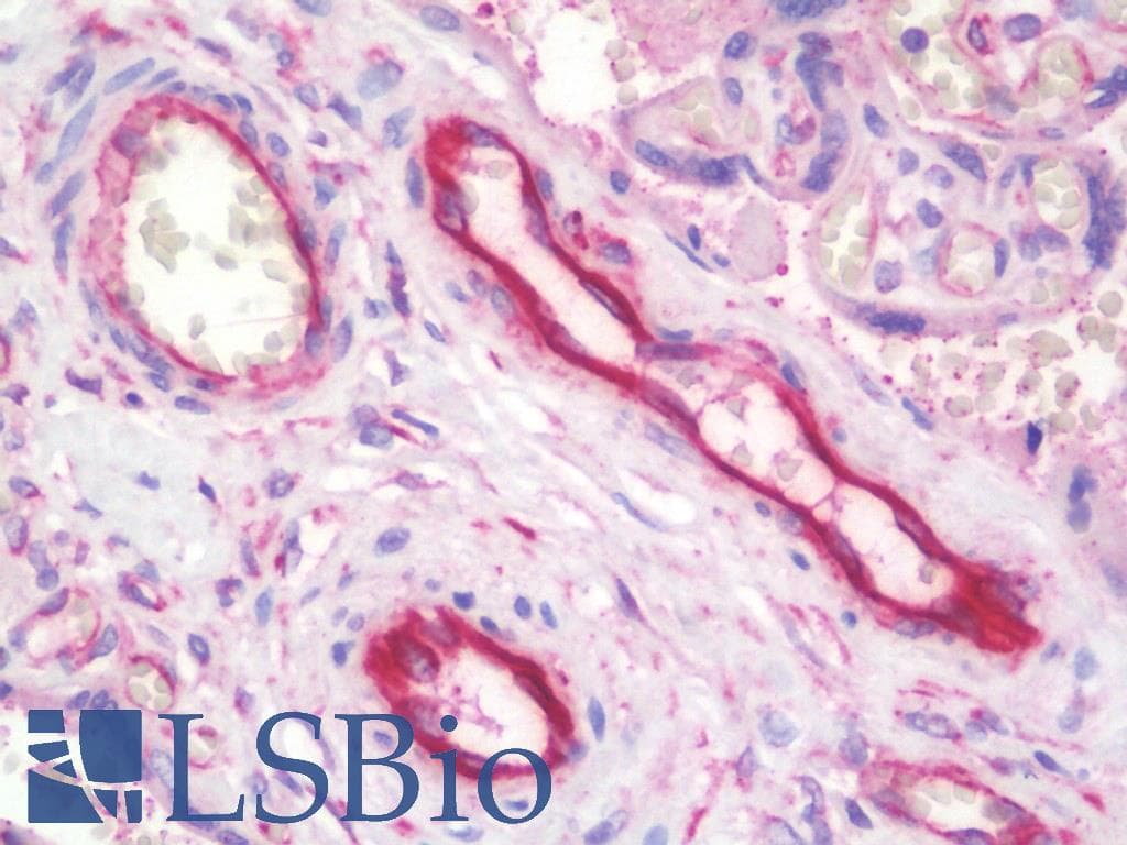 IHC-plus™ Polyclonal Rabbit anti-Human TFPI / LACI Antibody (IHC, IF, WB)